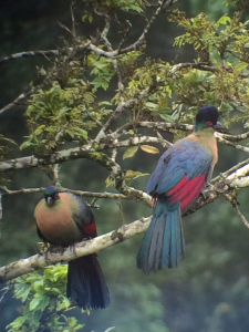 Purple-crested Turaco